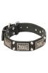 American Bulldog Collar with Massive Plates and 2 Nickel Pyramids