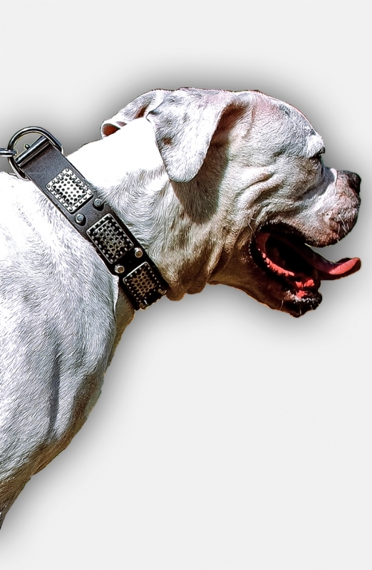 Buy American Bulldog Collar with Massive Plates and 2
