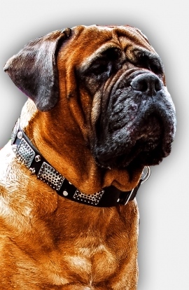 Bullmastiff Collar with Massive Nickel Plates and Pyramids 