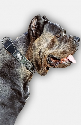 Buy Cane Corso Collar with Nickel-plated Hardware