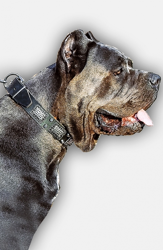 Buy Cane Corso Collar with Nickelplated Hardware