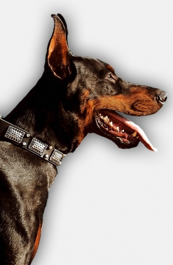 Get Gorgeous Leather Doberman Collar with Plates and Pyramids 