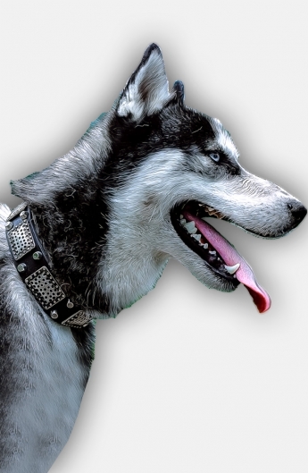 Buy Fancy Leather Husky Collar with Plates and Pyramids 