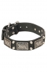 Fancy Leather Labrador Collar with Vintage Plates and Nickel Plated Pyramids