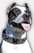 Buy Stylish Leather Pitbull Collar with Large Plates and Pyramids 