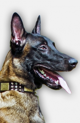 Belgian Malinois Leather Collar for Walking in Style