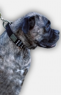 Boxer Chic Designer Dog Collar
