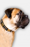 Spiked Leather Bullmastiff  Collar Cones and Plates