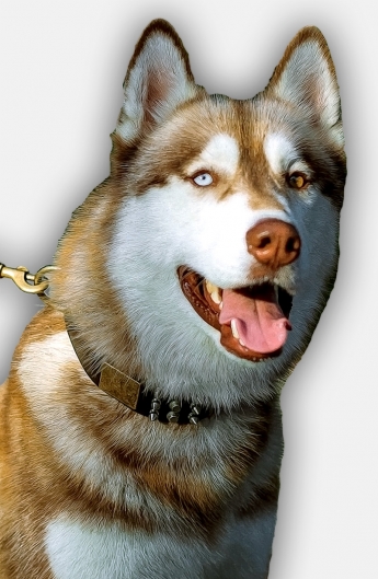 Daily Walking Leather Collar for Siberian Husky 
