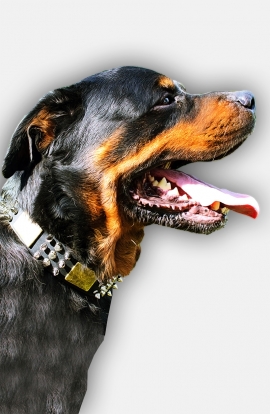 Vintage Leather Rottweiler Collar with Spikes