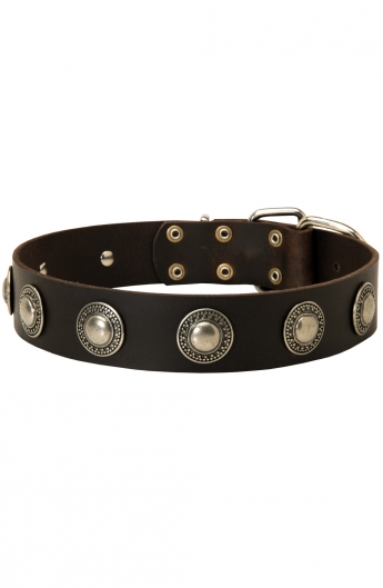 Fancy Leather Dog Collar with Vintage Nickel Conchos