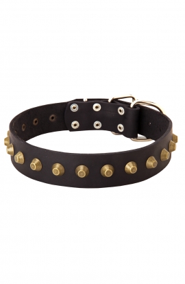 model OldMill-C87 Dog Collar with 3 Brass Spikes and Old Nickel Massive Plates for everyday walking