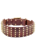 Extra Wide Leather Dog Collar with Gold-like Spikes