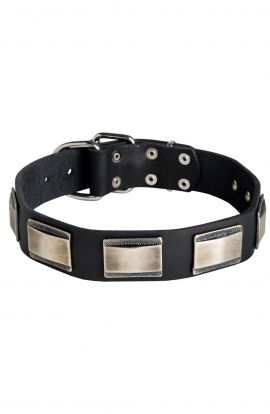 Wide Leather Dog Collar with Massive Nickel Plates