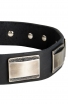 Wide Leather Dog Collar with Massive Nickel Plates