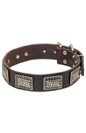 War Style Leather Dog Collar with Massive Nickel Plates