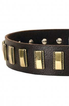 Designer Leather Dog Collar with Small Brass Plates