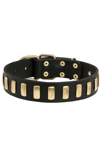 Beautiful Dog Leather Collar with Brass Plates