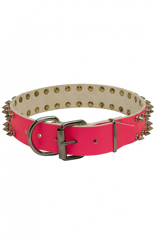 cool dog collars female