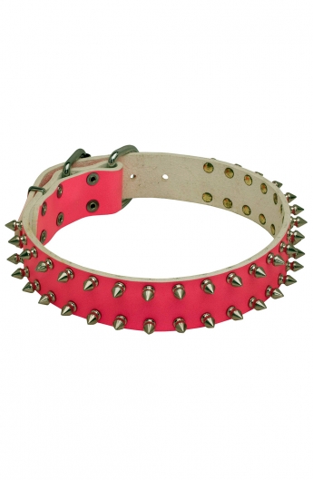 cool dog collars female