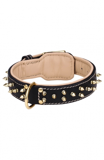 Royal Leather Dog Collar with Support Material and Gold-like Spikes