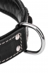 Designer 2 ply Leather Dog Collar with Black Nappa Padding and Nickel Decorations