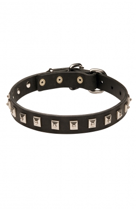 Designer Studded Leather Dog Collar  with 1 Row Nickel Studs
