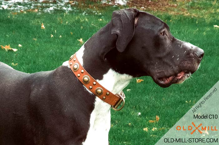 Great Dane Collar. Franklin, wearing the awesome collar