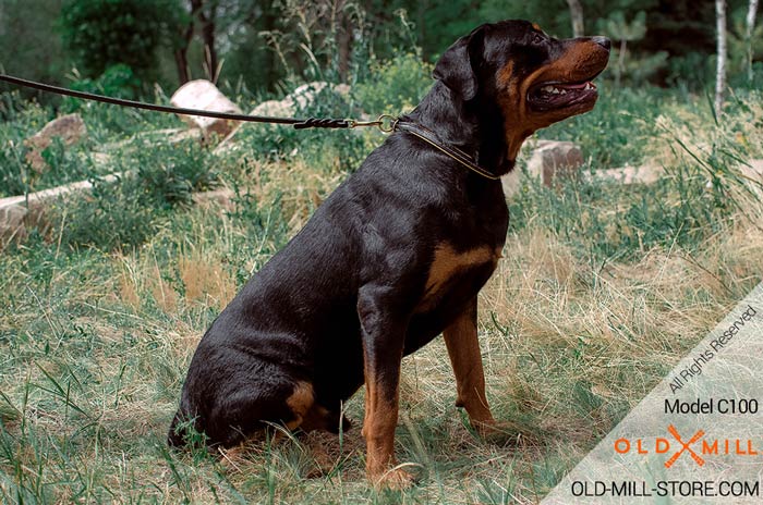 Use Choke Collar to Control Rottweiler