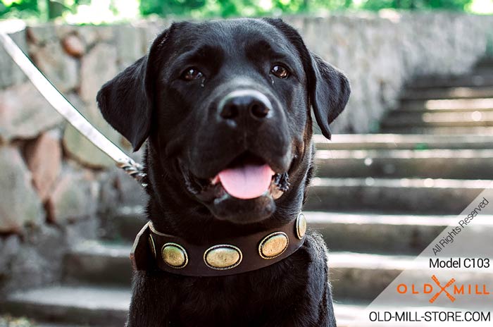 Designer 11/2 inch Wide Leather Dog Collar for Labrador