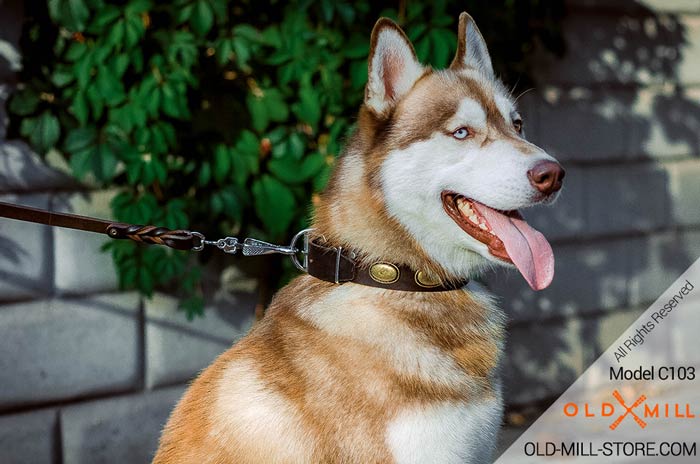 Siberian Husky Leather Collar with Vintage Plates