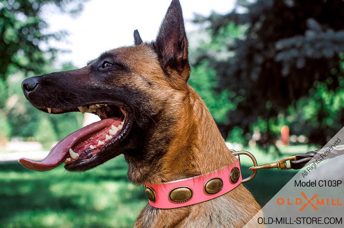 Belgian Malinois Collar Pink Leather Vintage Plates