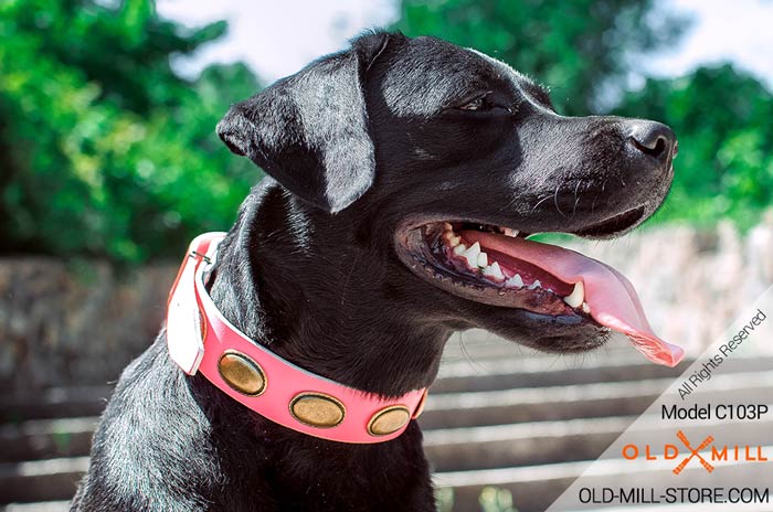 Pink Leather Dog Collar for Black Labrador