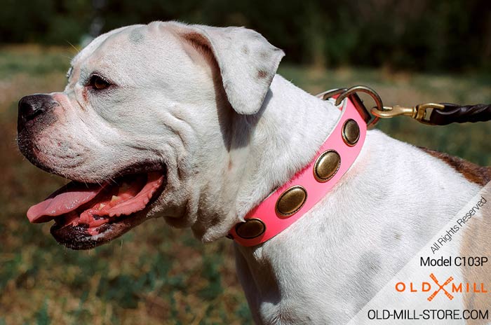 Fashion Pink Leather Dog Collar for American Bulldog