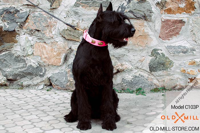 Riesenschnauzer Collar Pink Leather Vintage Plates