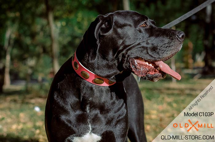 Pink Leather Great Dane Female Dog Collar