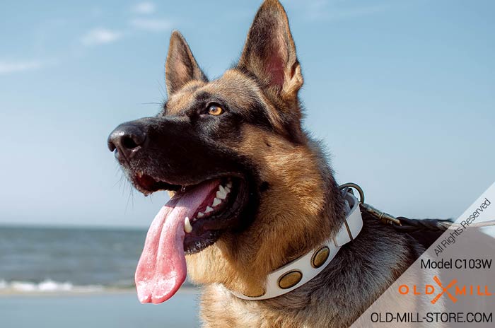 Designer White Leather German Shepherd Collar 