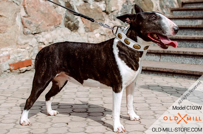 Leather White Collar Vintage with Old Brass Plates for Bullterrier Breed