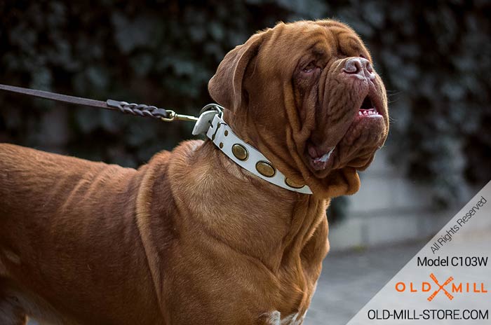 Best Vintage White Collar  for French Mastiff