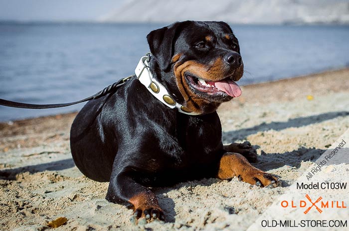 Female Dog White Collar fot Rottweiler