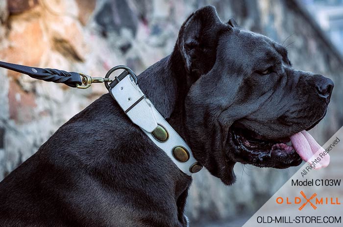 White Collar Cane Corso Girl Dog