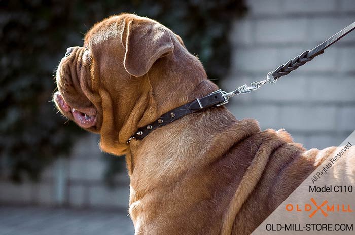French Mastiff Collar with Spikes