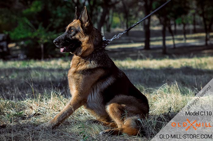 German Shepherd Leather Spiked Collar