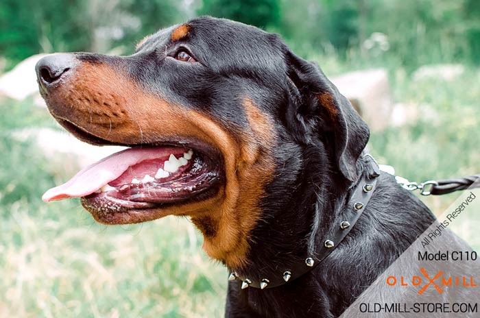 Rottweiler Fancy Collar with Spikes