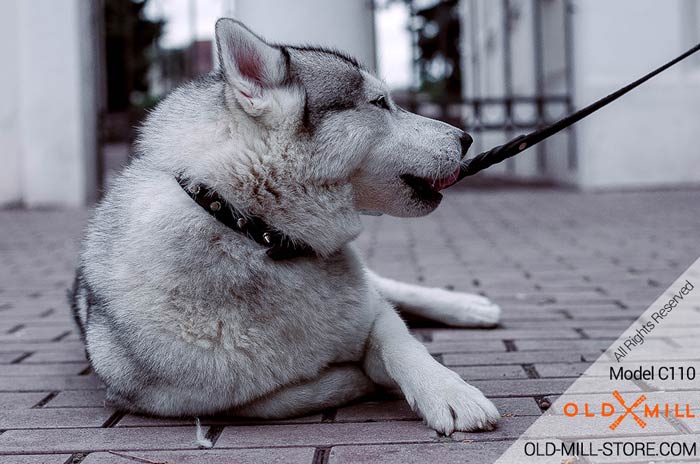 Spiked Collar for Siberian Husky