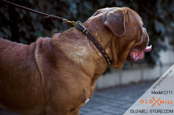 Best French Mastiff Collar with Gold-like Spikes