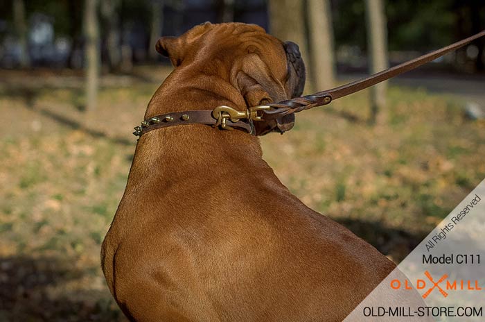 Boxer Collar with BrassSpikes