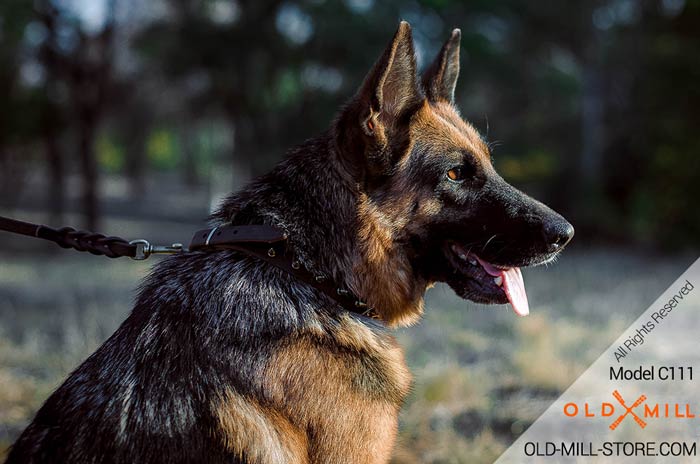 Brown Leather Collar German Shepherd