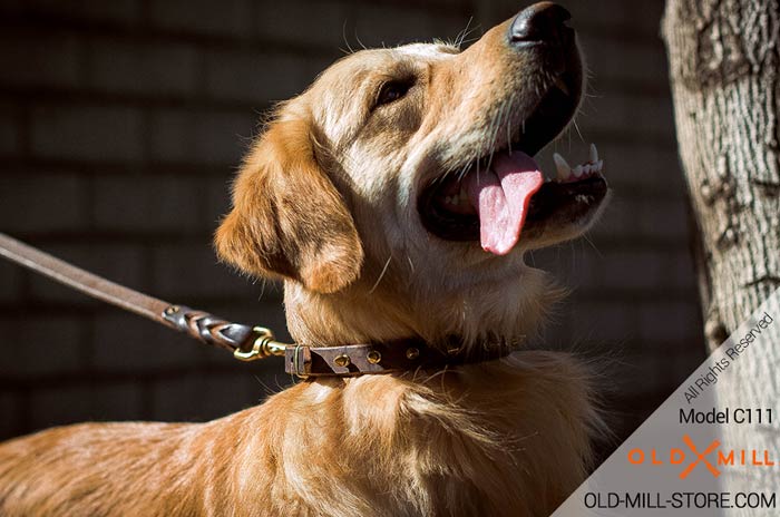 Spiked Collar for Golden Retriever