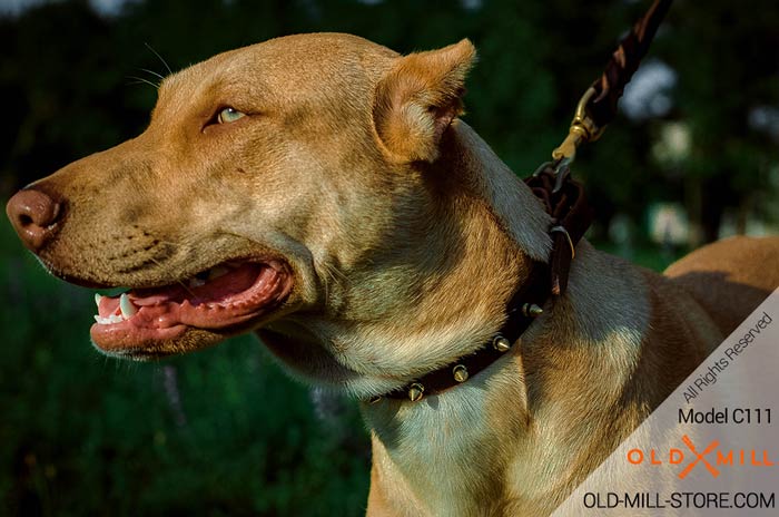 Pitbull Spiked Collar. Classic design